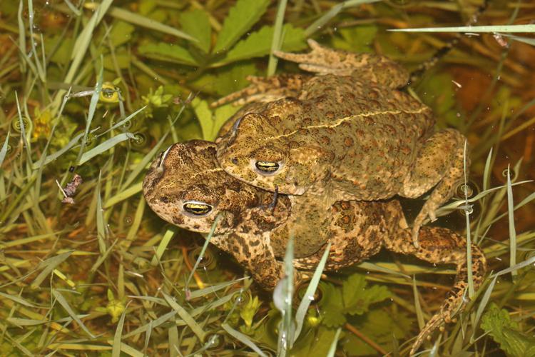 Epidalea calamita, amplexus (12/05/2021, Montferrier-sur-Lez, Hérault) © Bastien Louboutin