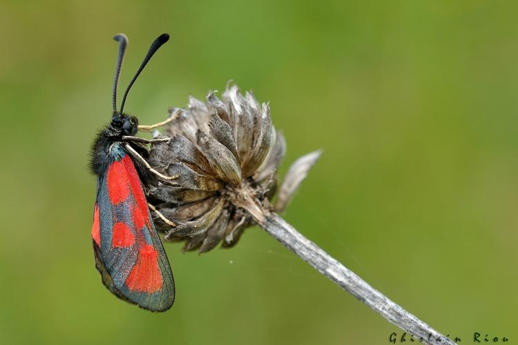 Zygaena loti, Lugagnac 46, 1er juin 2021 © Ghislain Riou