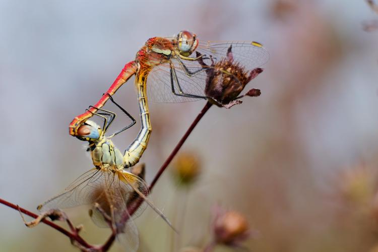 Sympétrum de Fonscolombe (Sympetrum fonscolombii), Frouzins (31), 29 septembre 2020 © Jean-Paul Tonnelier